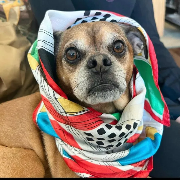 Moops the dog wrapped in a colorful scarf
